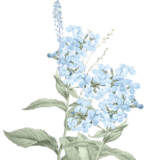 Flower Left (2).png